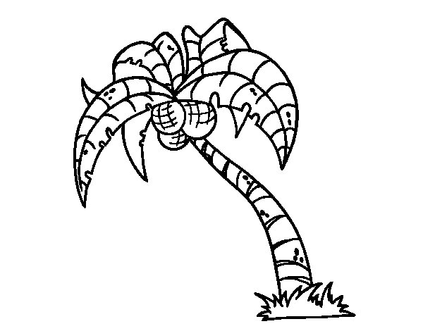 Cocotero #27306