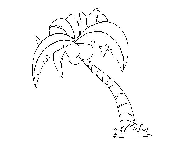 Cocotero #27313