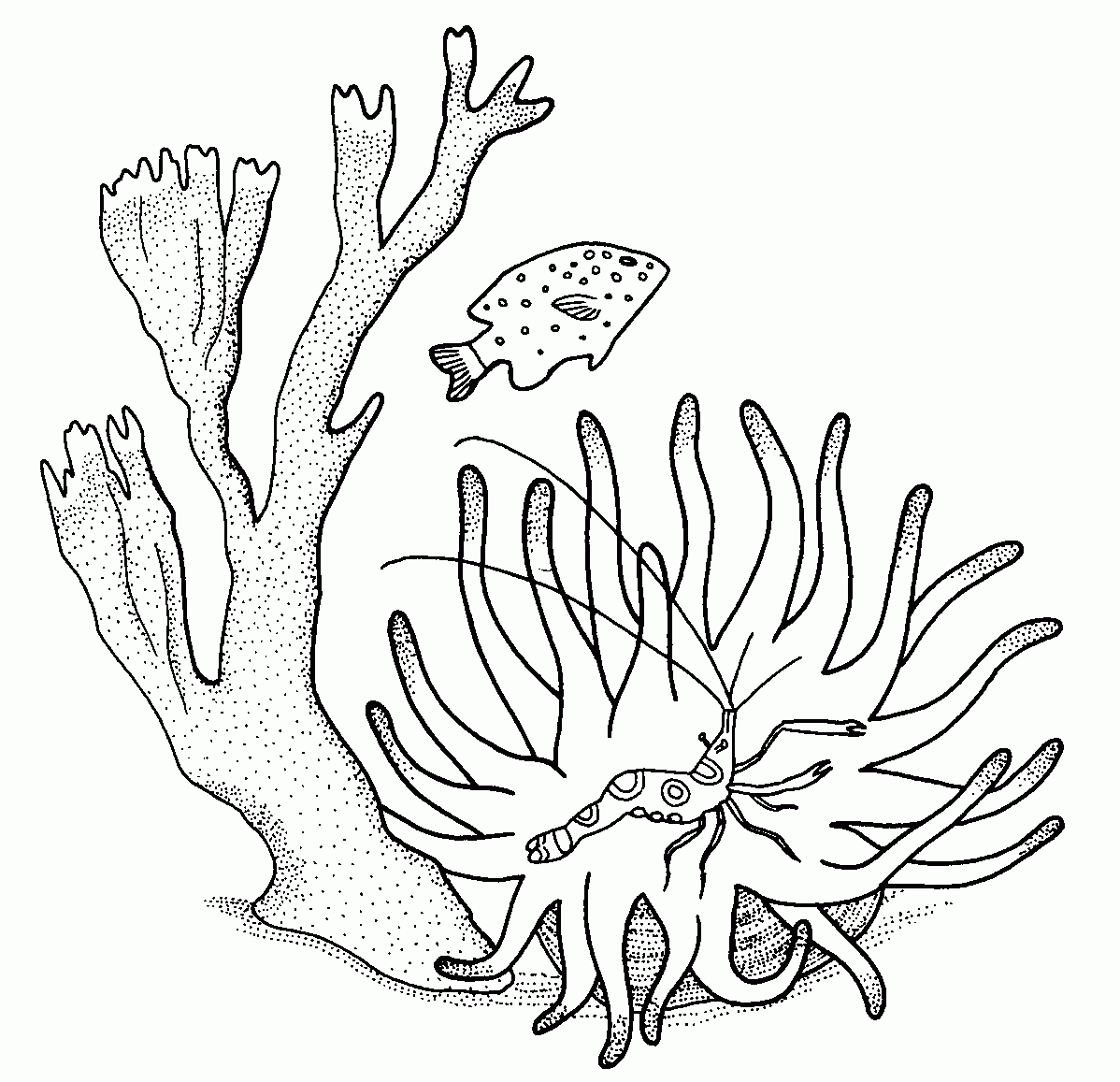 Coral #27488