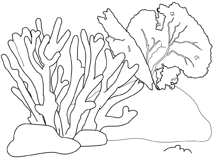 Coral #27489