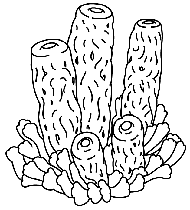 Coral #27493