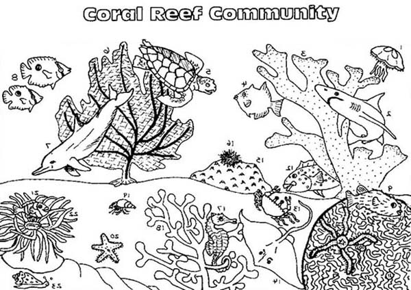 Coral #27495