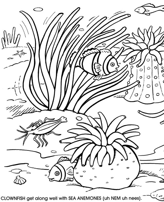 Coral #27500