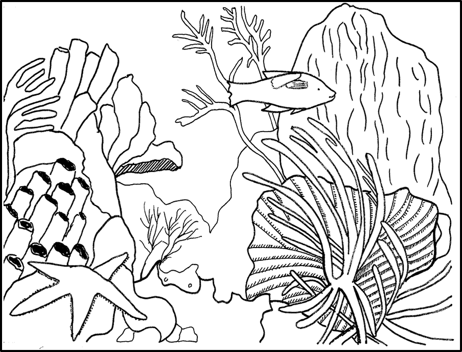 Coral #27506