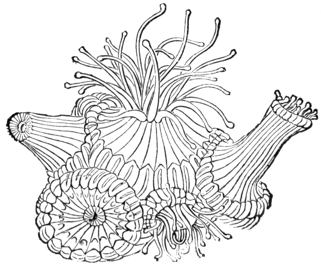 Coral #27511