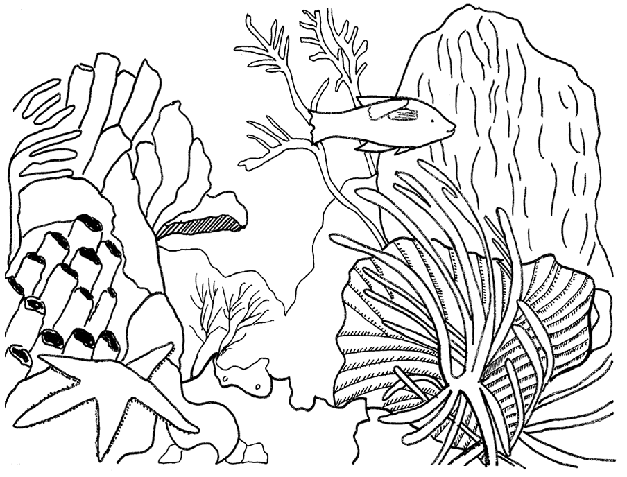 Coral #27514