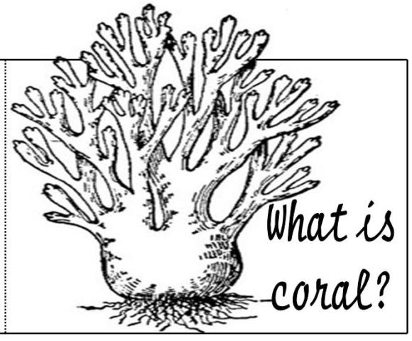 Coral #27521