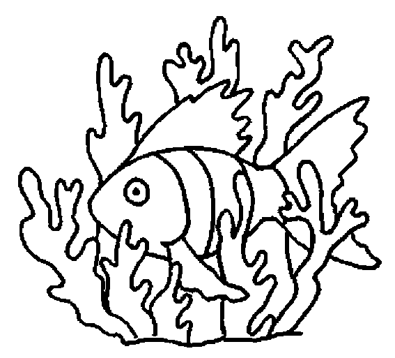 Coral #27522