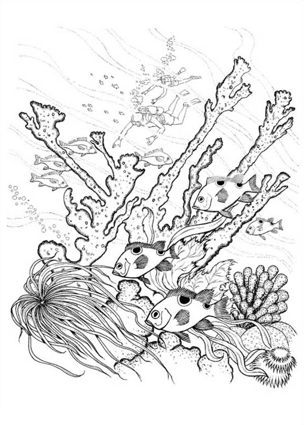 Coral #27526