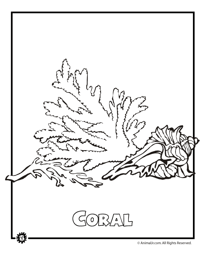 Coral #27528