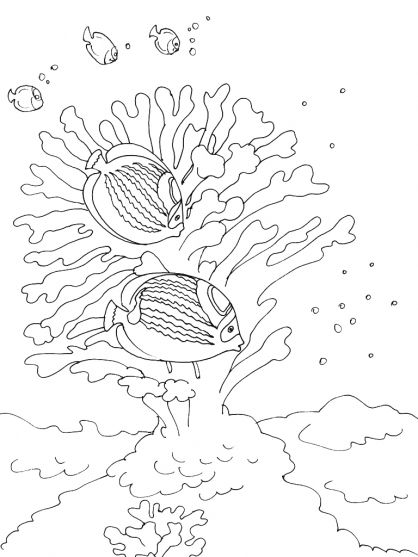 Coral #27533