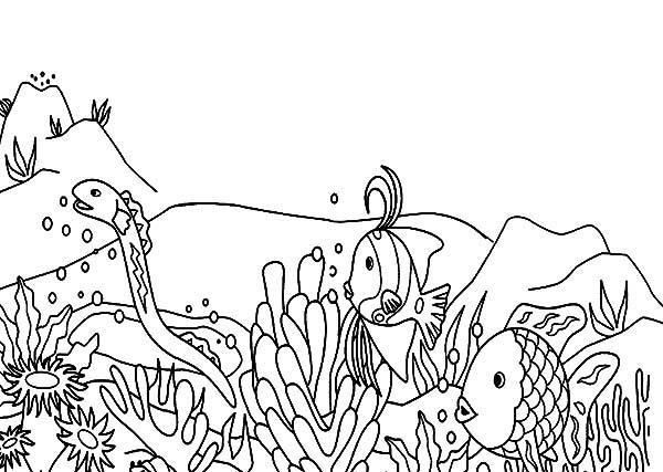 Coral #27543