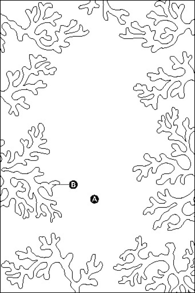 Coral #27545