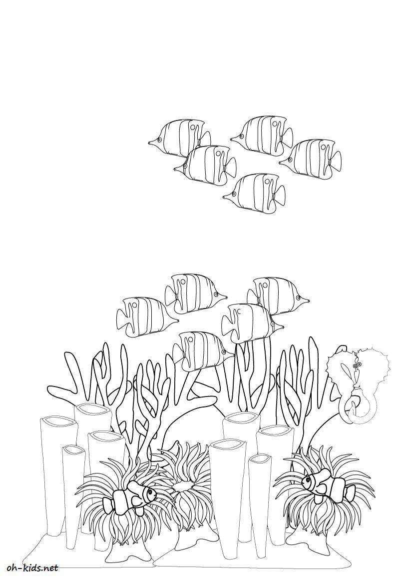 Coral #27549