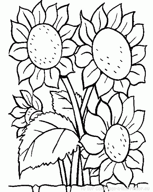 Flores #27618