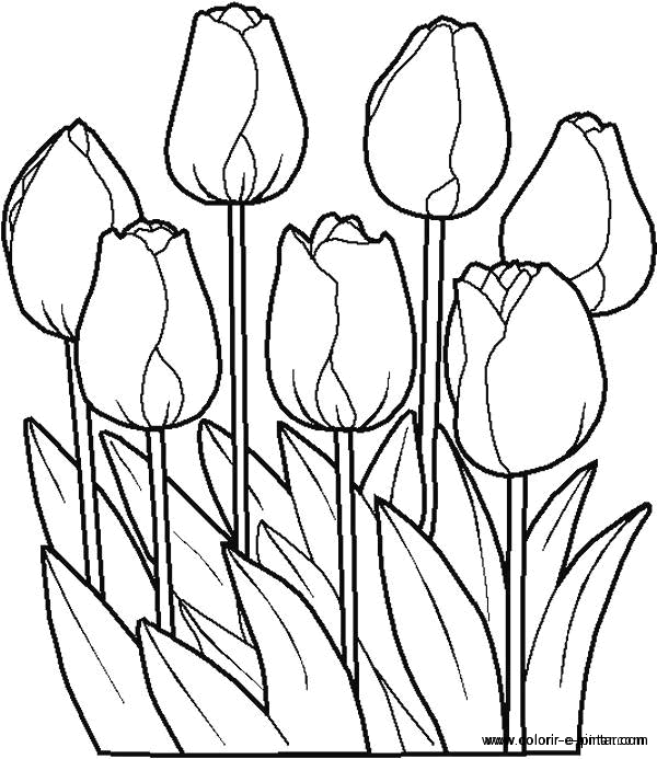 Flores #27619