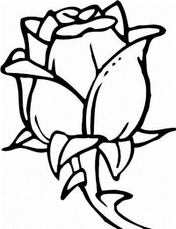 Flores #27627