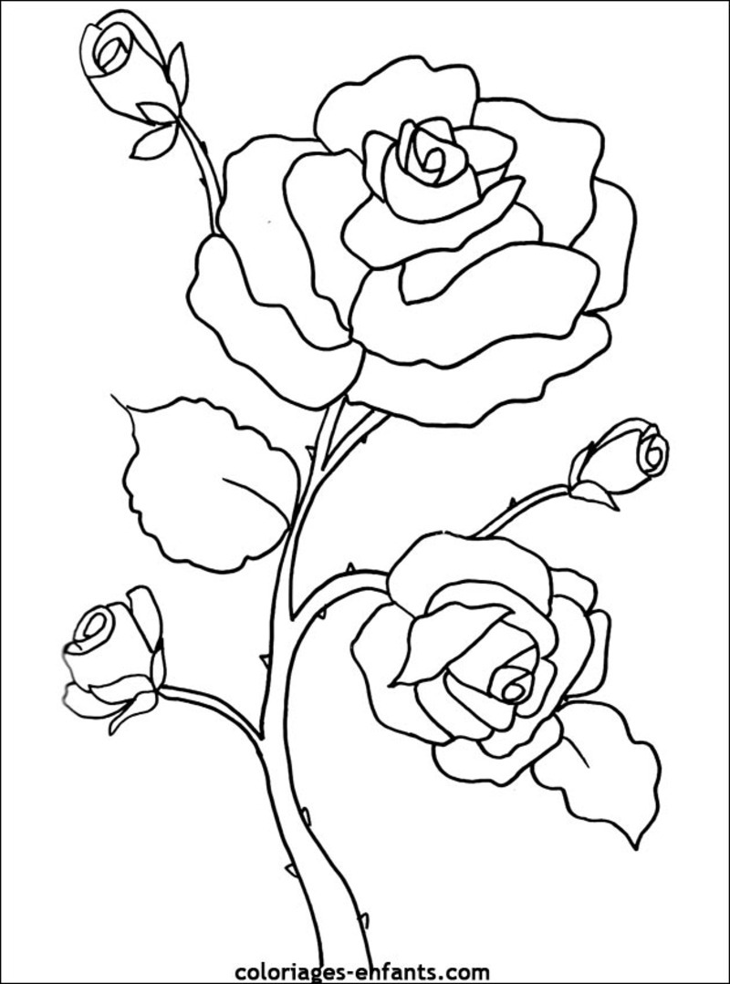 Flores #27635