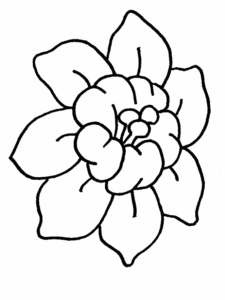 Flores #27637