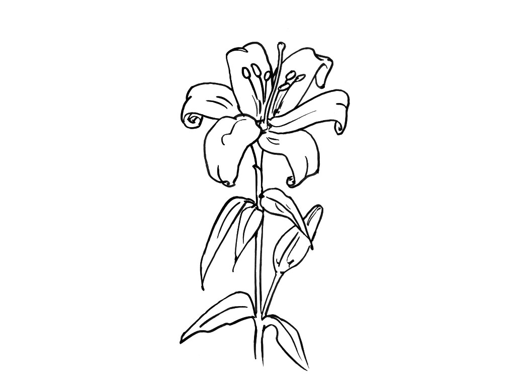Flores #27645