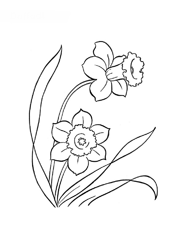 Flores #27646