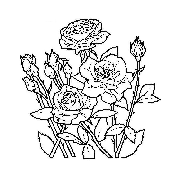 Flores #27649