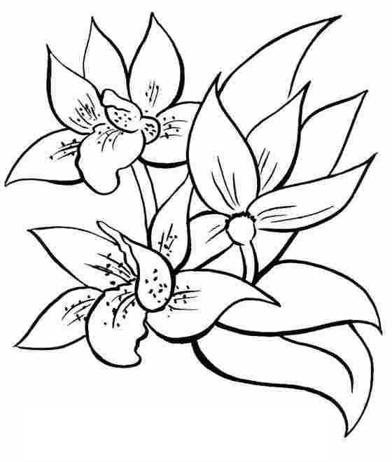 Flores #27652