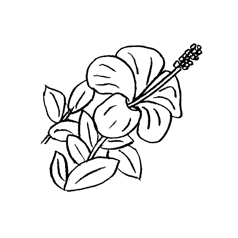 Flores #27653