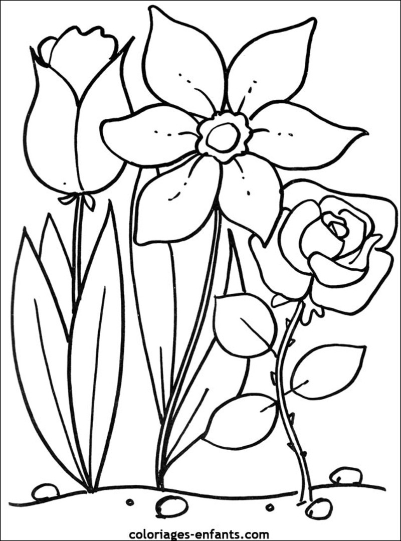 Flores #27658