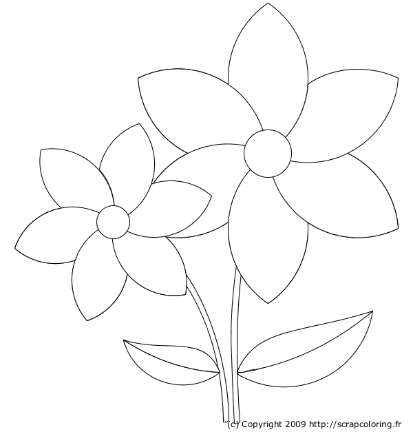 Flores #27662