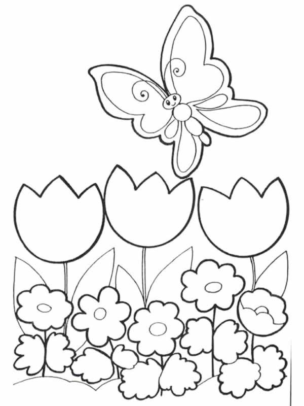 Flores #27672