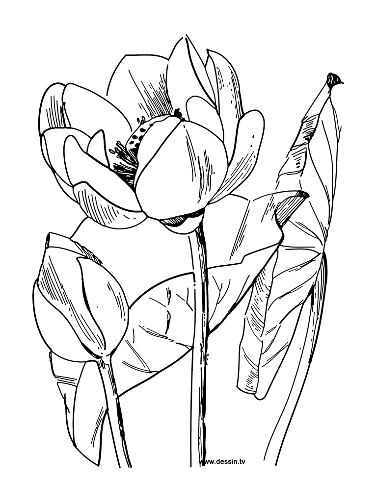 Flores #27676