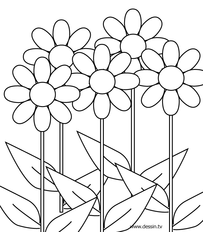 Flores #27680