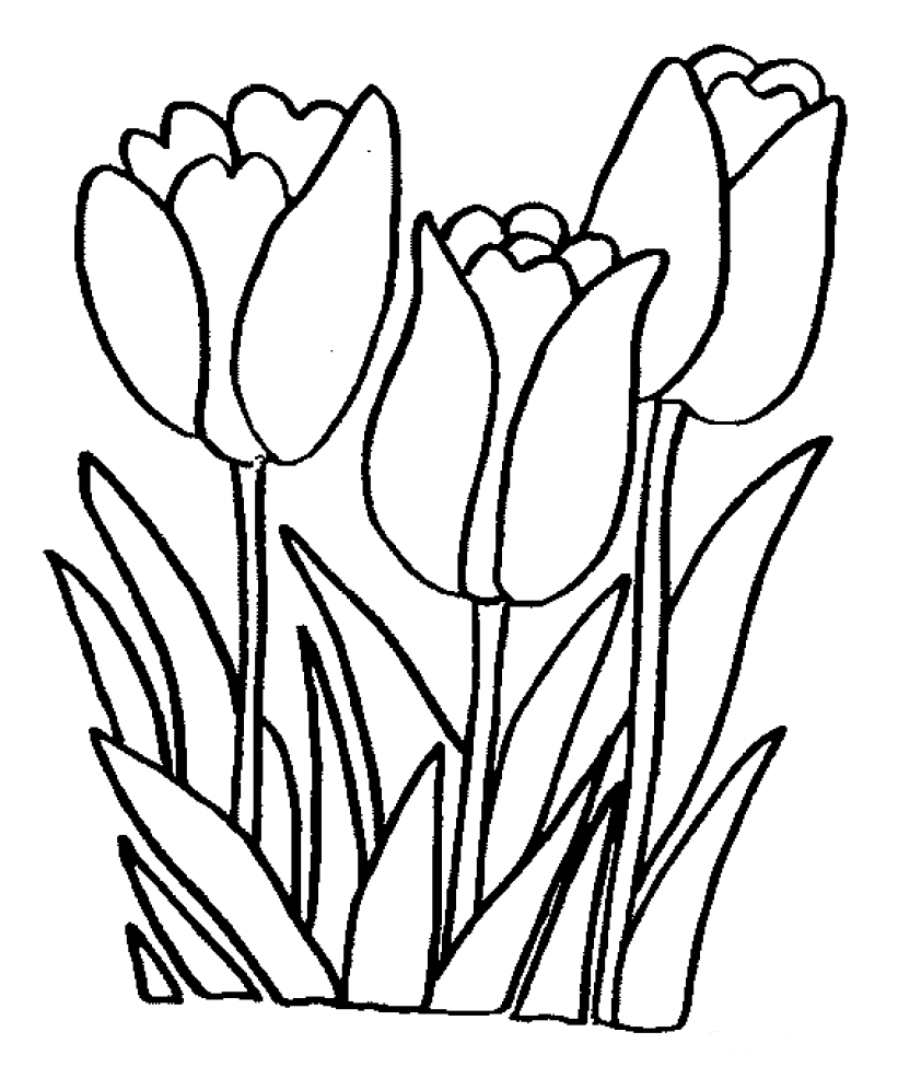Flores #27701