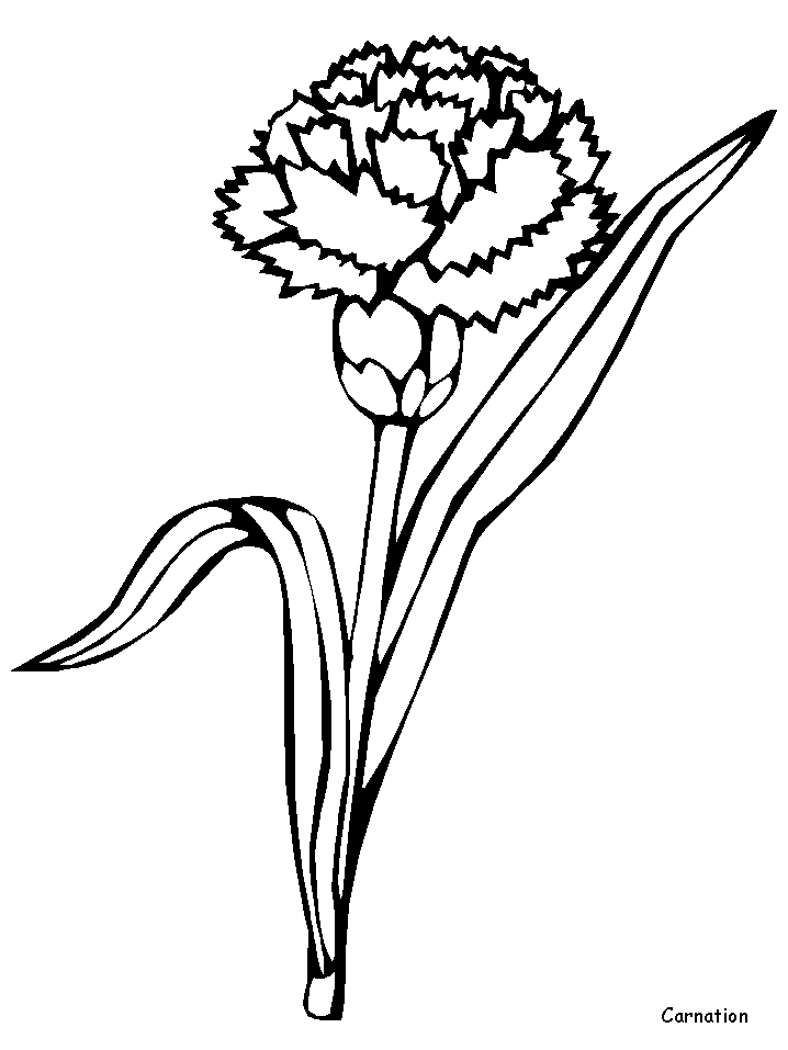 Flores #27702