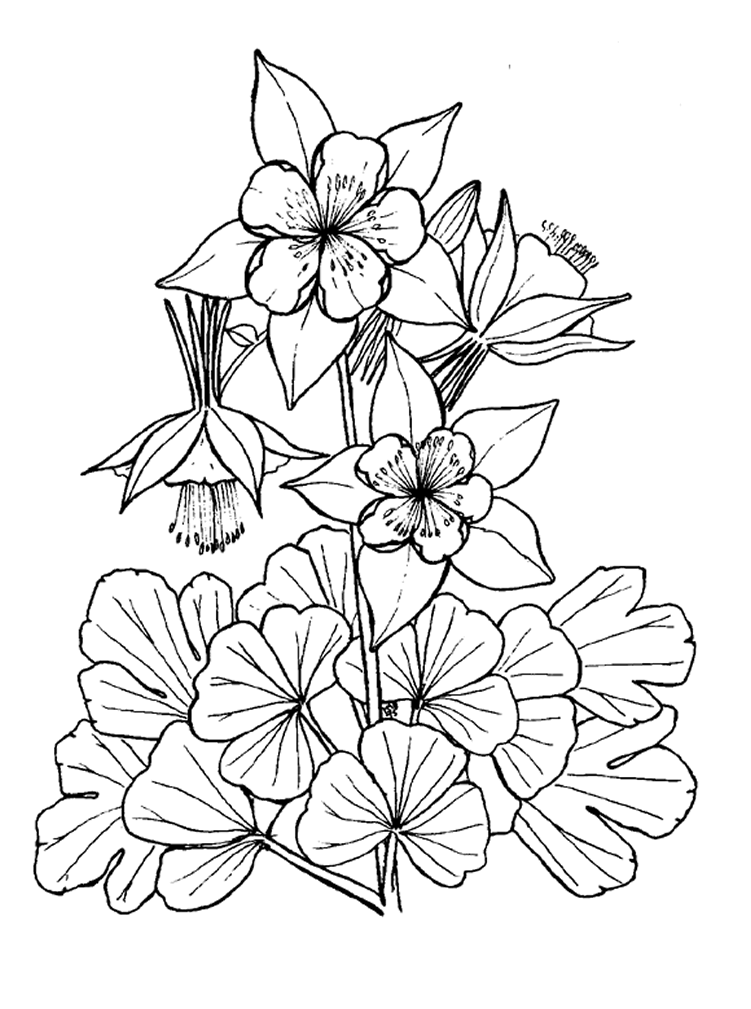 Flores #27723
