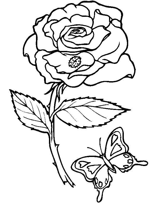 Flores #27728