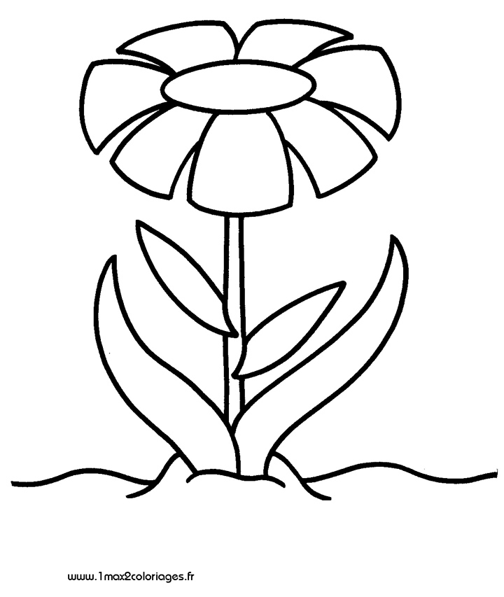 Flores #27734