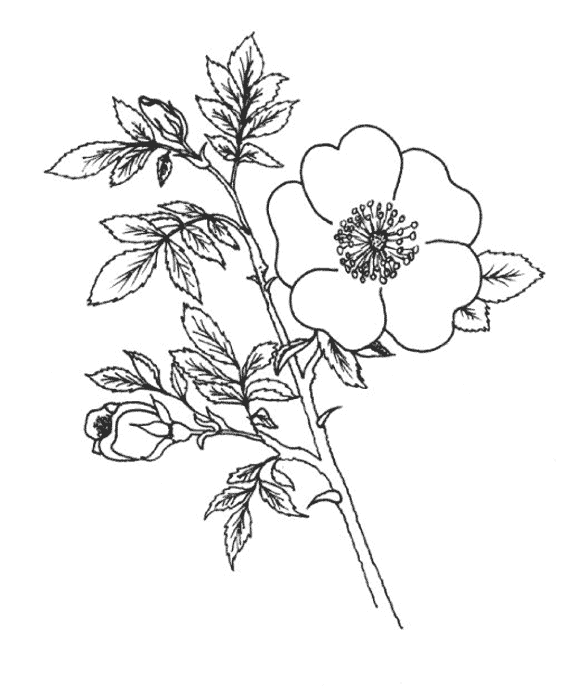 Flores #27737
