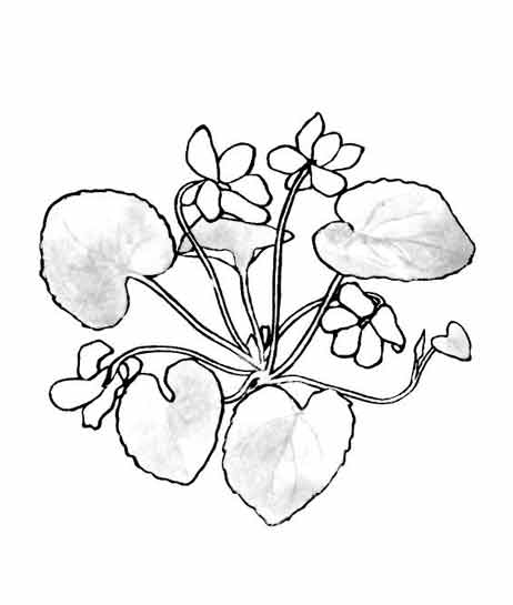 Flores #27738