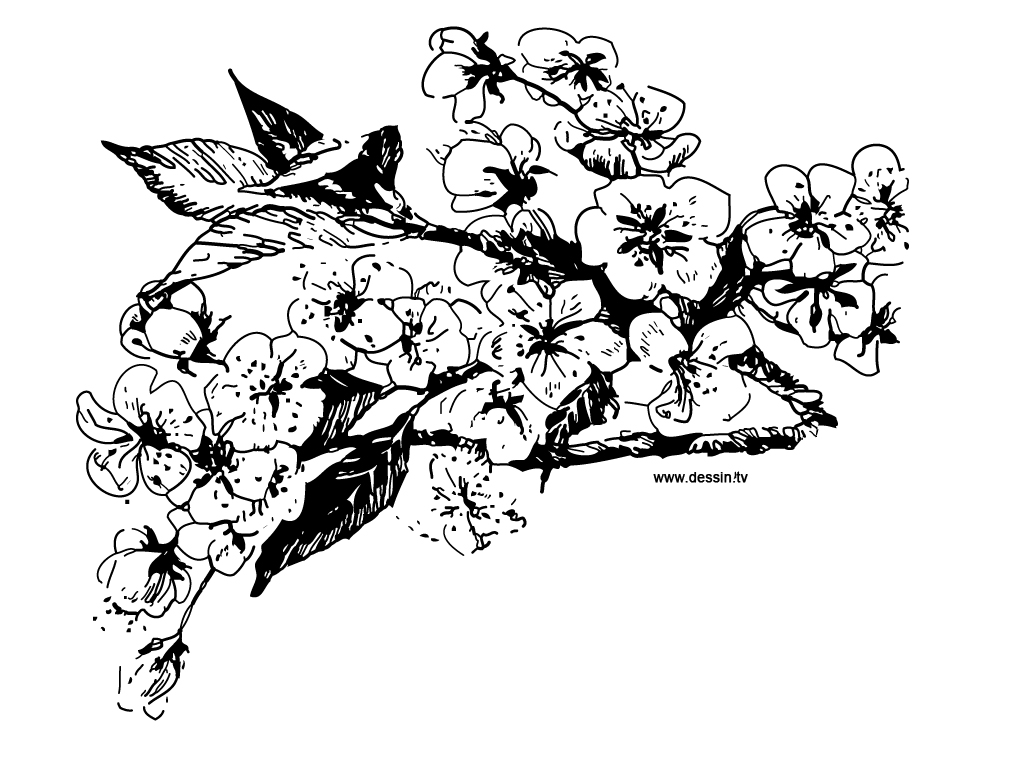 Flores #27741