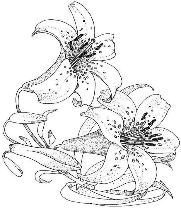 Flores #27743