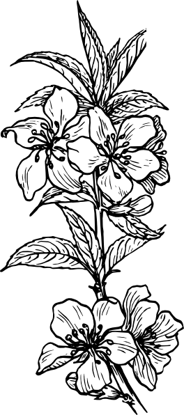 Flores #27744