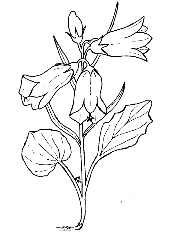 Flores #27745