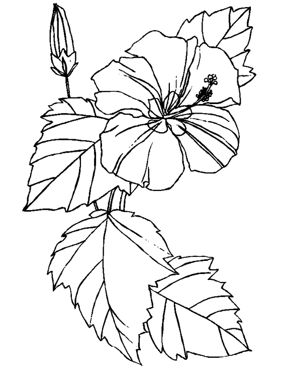 Flores #27753