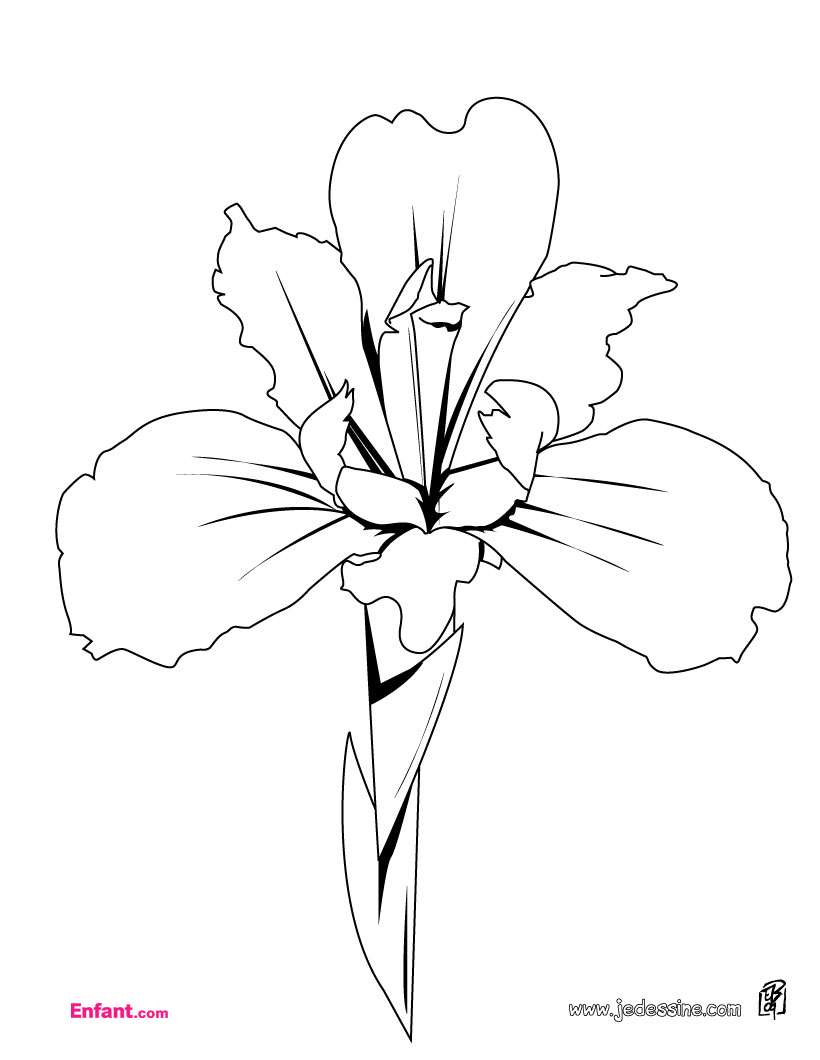 Flores #27757