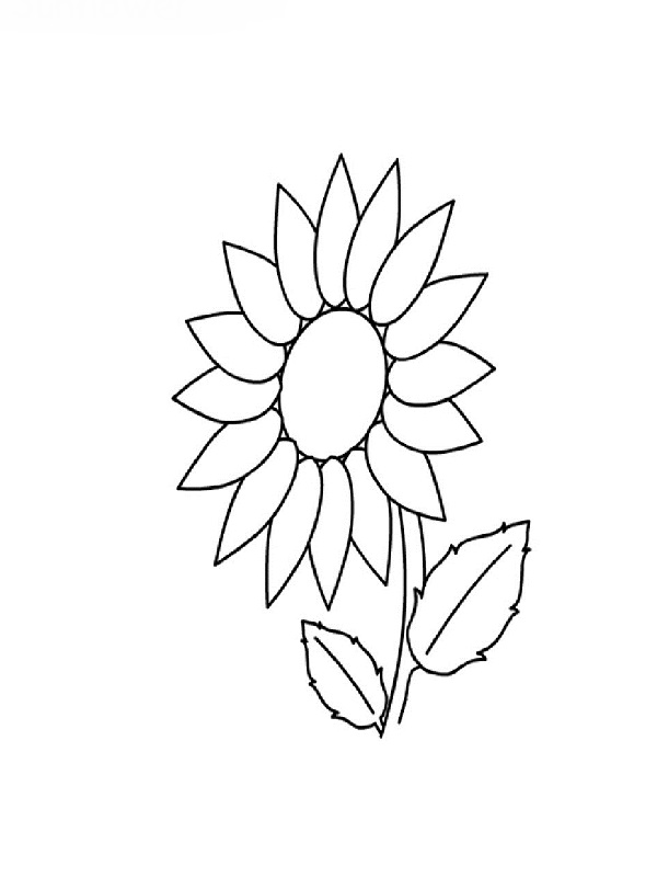 Flores #27770