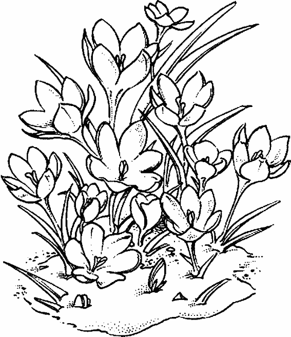 Flores #27778