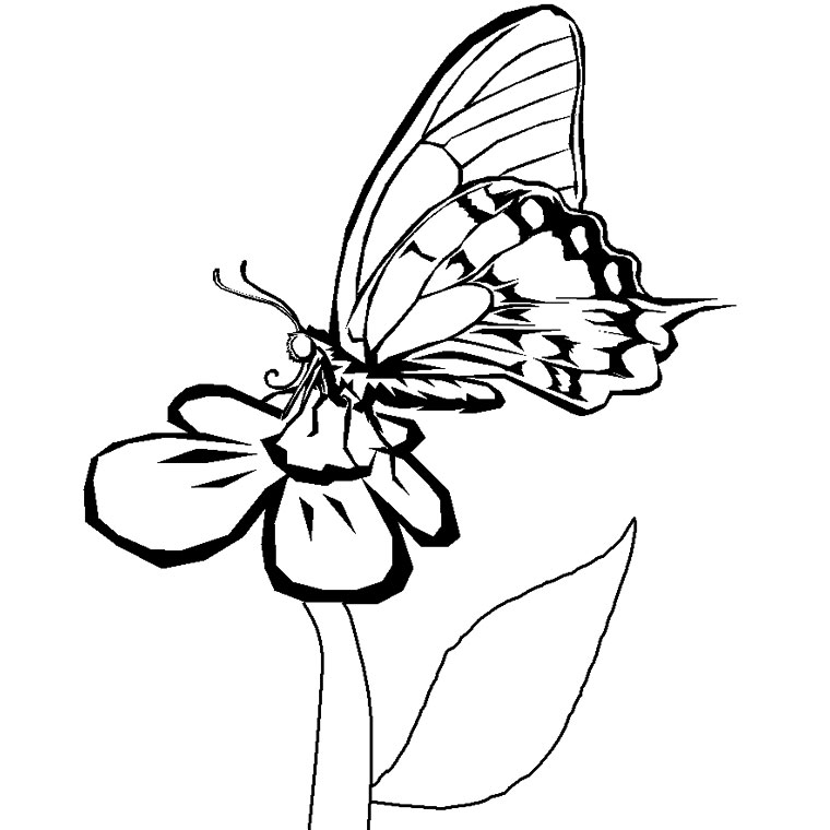 Flores #27779