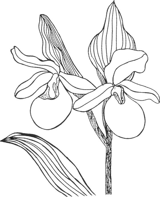 Flores #27780